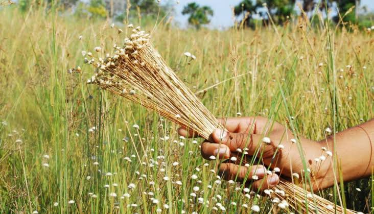 Artesanato com capim-dourado é símbolo cultural e fonte de renda no Tocantins
