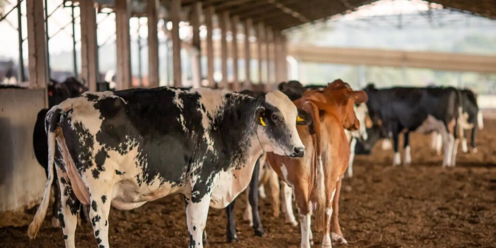 UE suspende carnes do Brasil; entenda impacto e próximos passos ue-suspende-carnes-do-brasil;-entenda-impacto-e-proximos-passos